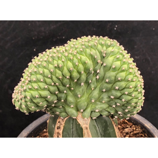 [พร้อมส่ง]🌵 แคคตัส เทบิคริส Turbinicarpus cristata cactus ไม้กราฟ จำนวน 1 ต้น