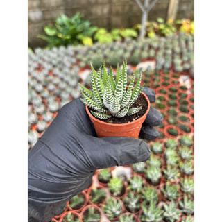 ม้าลายเล็ก Haworthia Zebra