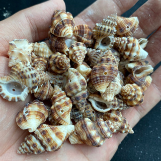 มินิคอนช์สีน้ำตาล Brown mini conch 50g 1.5-3cm mao xuan