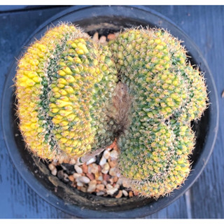 [พร้อมส่ง]🌵 แคคตัส อิชินอปด่างคริส Echinopsis cristata variegated cactus ไม้กราฟ จำนวน 1 ต้น