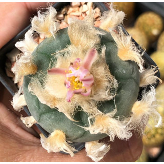 ดูกี่ทีก็มีเสน่ห์ หน้าตาแบบนี้ตกหลุมรักหนักมาก  ดอกเข้มมาก🥰🐷🐽🐷💖💖 Lophophora Fricii หน้าสวย ผิวเนียน เต้าบุ๋มดีงาม 💙💙💙