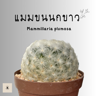 แมมขนนกขาว (Mammillaria plumosa) [ไม้เพาะเมล็ด]