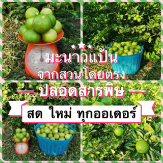 มะนาว​ มะนาวสด​ 🍋มะนาวปลอดสารพิษ​​ อินทรีย์​ เปลือกบาง​ น้ำเยอะ​ กลิ่นหอม​ มะนาวแป้น​ มะนาว 🍋