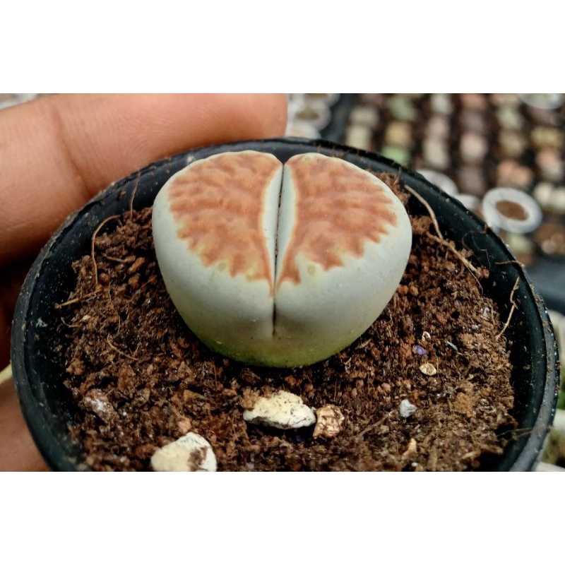 Lithop full color.ไลทอปรวมสีรวมสายพันธุ์ส่งทั้งกนะถางมีรากแล้วแข็งแรง ...