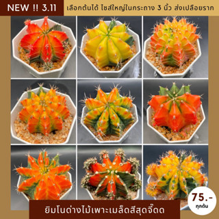 [ UPDATE 3.11 ] กระบองเพชร ยิมโนด่างเพาะเมล็ดไซส์ใหญ่ในกระถาง 3 นิ้ว สีสันจี๊ดจ๊าดสะใจ จัดส่งแบบเปลือยรากเท่านั้น cactus