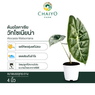 อโลคาเซีย วัทโซเนียน่า Alocasia Watsoniana กระถาง 4 นิ้ว