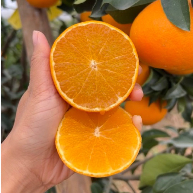 พร้อมส่ง‼️(1KG) ส้มเอฮิเมะสด สายพันธุ์ญี่ปุ่น Ehime Orange ส้มเนื้อเยล ...