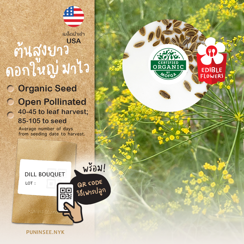 เมล็ดสมุนไพรนำเข้า ดิล เก็บใบ Greensleeves Dill Seed) ผักชีลาว