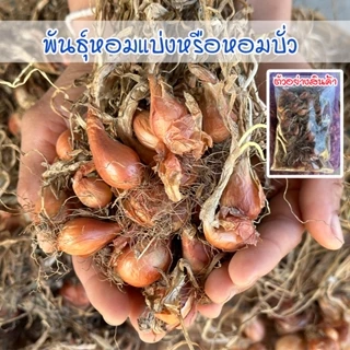 พันธุ์หอมแบ่งศรีสะเกษ  หัวหอมแบ่ง ต้นหอมแบ่ง หัวสวยแบบไม่ตัดจุก  งอกดี ปลูกง่าย โตเร็ว photo