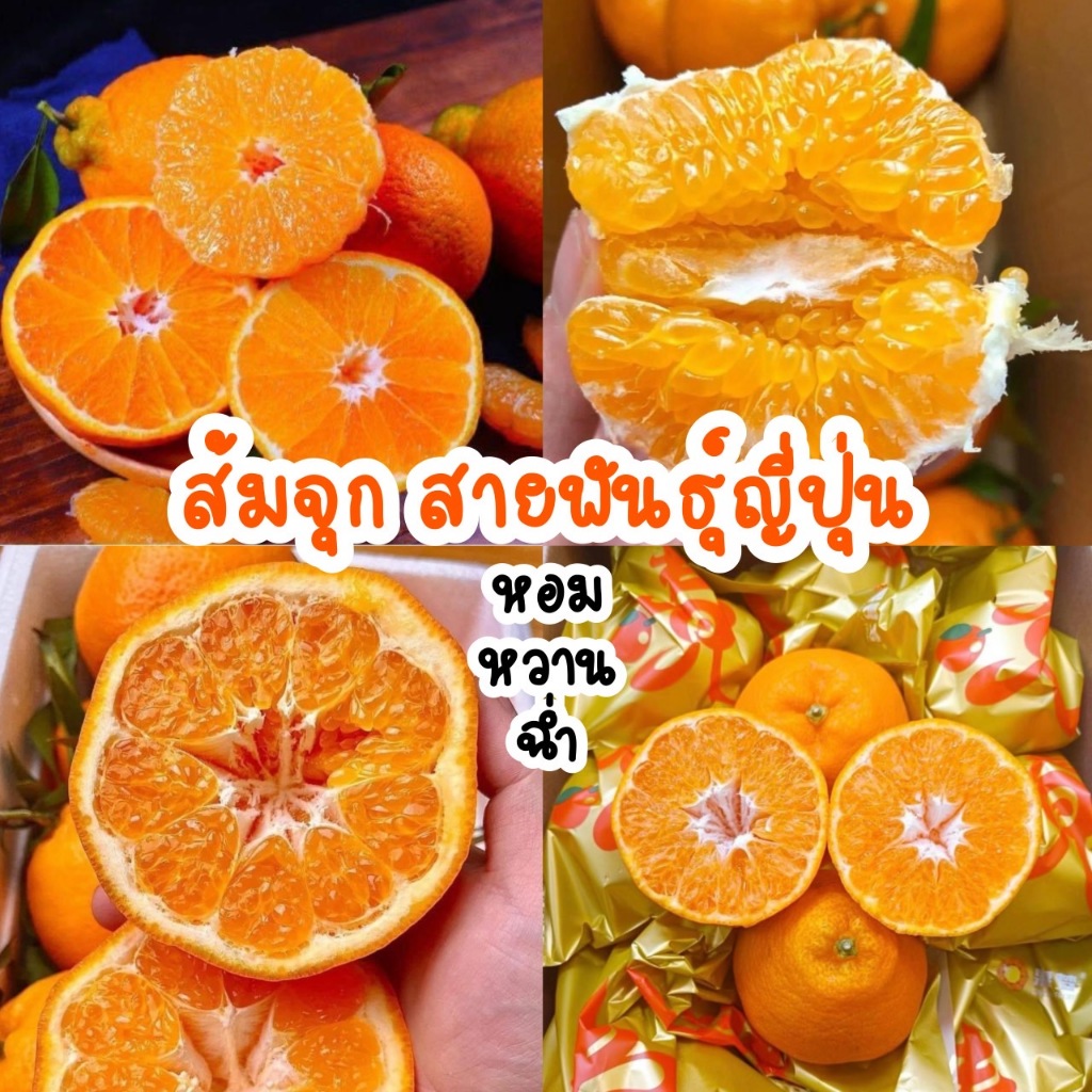 🍊ส้มจุกสายพันธุ์ญี่ปุ่น 1Kg หอม หวานฉ่ำ อร่อย | Shopee Thailand