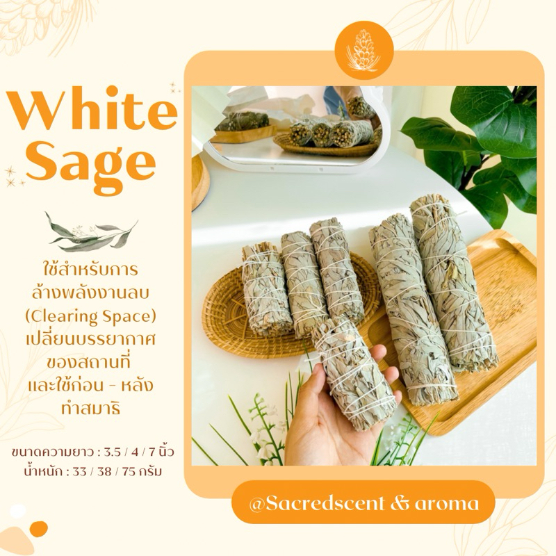 White Sage แคลิฟอร์เนีย ไวท์เสจ California White Sage ขนาด 3.5 / 4 / 7 ...