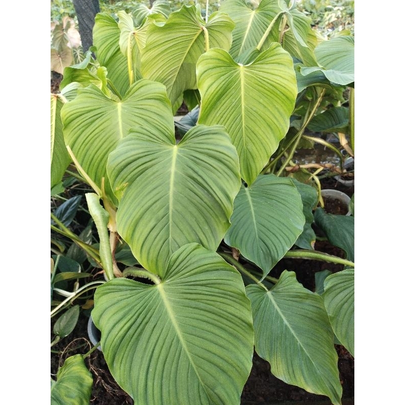 Philodendron Alatiundulatum   | Shopee Thailand