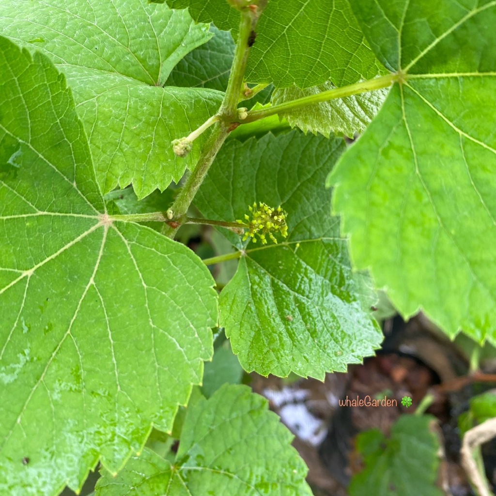 ต้นองุ่น องุ่น ไร้เมล็ด กิ่งตอน พันธุ์ รูทเพอเรท Loose Perlette Grape ...