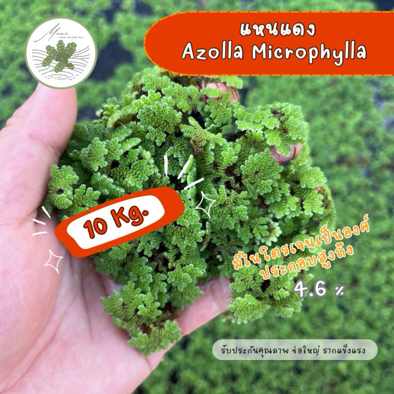 แหนแดง Azolla Microphylla 10 กิโลกรัม | Shopee Thailand