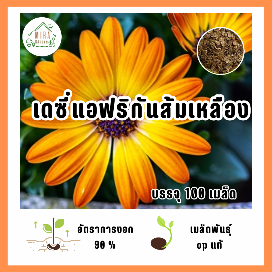 เมล็ดพันธุ์ เดซี่แอฟริกันส้มเหลือง บรรจุ 100 เมล็ด | Shopee Thailand