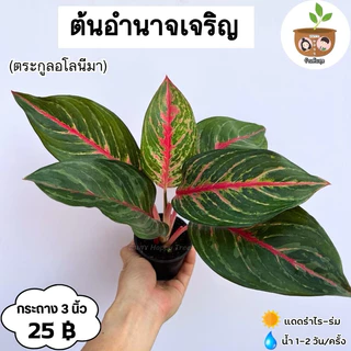 ต้นอำนาจเจริญ จัดส่ง 2 ต้นขึ้นไป คละแบบได้ photo