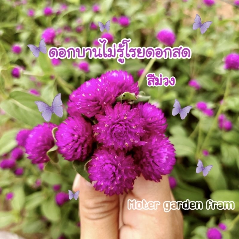 ดอกบานไม่รู้โรยดอกสด (เก็บจากสวน) | Shopee Thailand