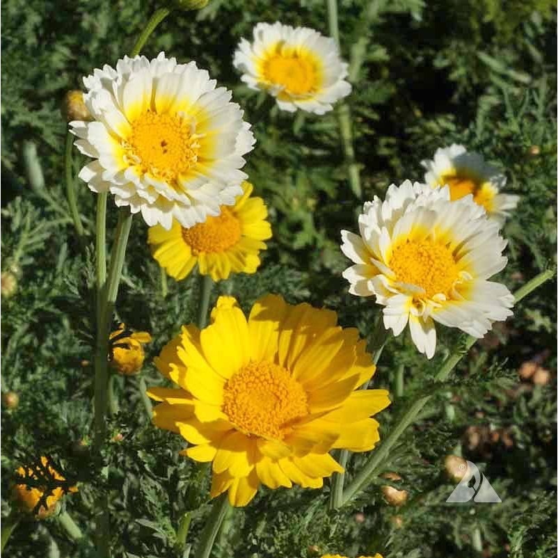 เมล็ดพันธุ์ ดอก เดซี่ คละสี Daisy flowers Mix colors บรรจุ 20 เมล็ด ...
