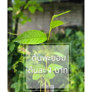 ต้นมะฮอกกานี ต้นพะยอม 🔥ต้นละ 2 บาท🔥ไม้ป่าเศรษฐกิจ มะฮอกกานี