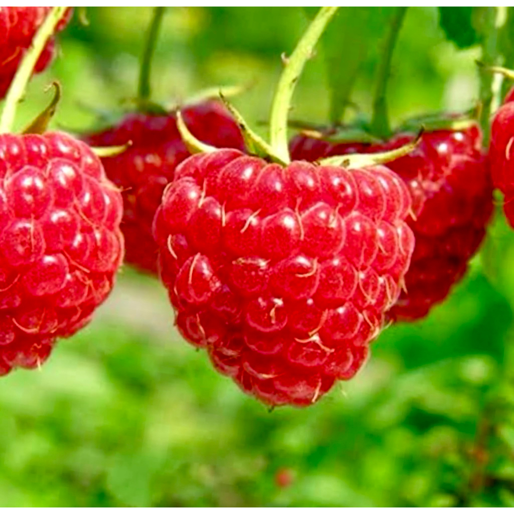 Caroline Rasberry Plants / Red Rasberry ต้น ราสเบอร์รี่ สายพันธุ์ ...