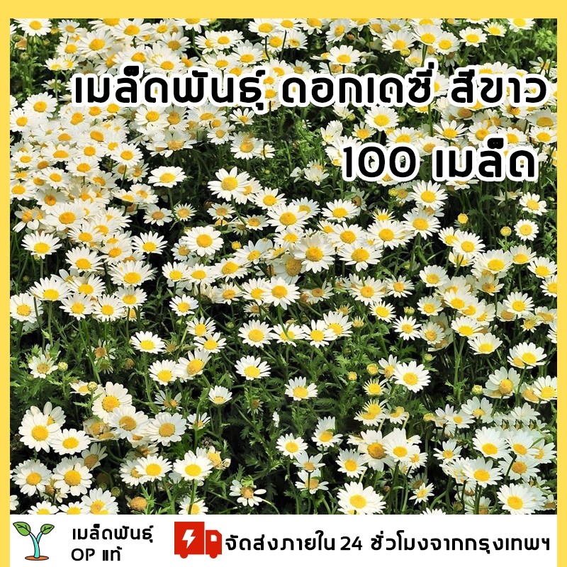 【ซื้อ 5 แถม 5 ฟร】เมล็ดพันธุ์ เดซี่มากาเร็ตสีขาว บรรจุ 100 เมล็ด/ซอง ...