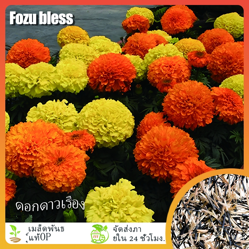 FOZU เมล็ดดาวเรืองคละสี 300 เมล็ด | Shopee Thailand