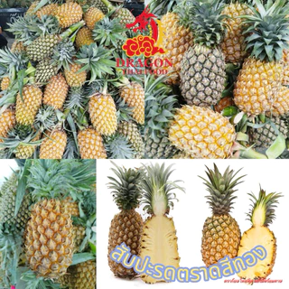 🍍 สับปะรดตราดสีทอง เซ็ต3ลูก เป็นพันธุ์สับปะรดที่มีชื่อเสียงของจังหวัดตราด photo
