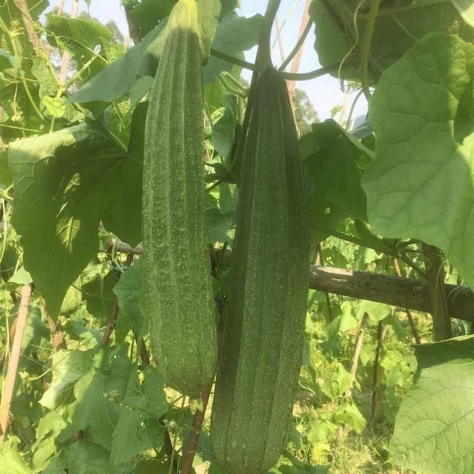PATOLA TAGALOG SEEDS ปลูกง่าย ปลูกได้ทั่วไทย (10เมล็ด/ซอง) มล็ดพันธุ์ ...
