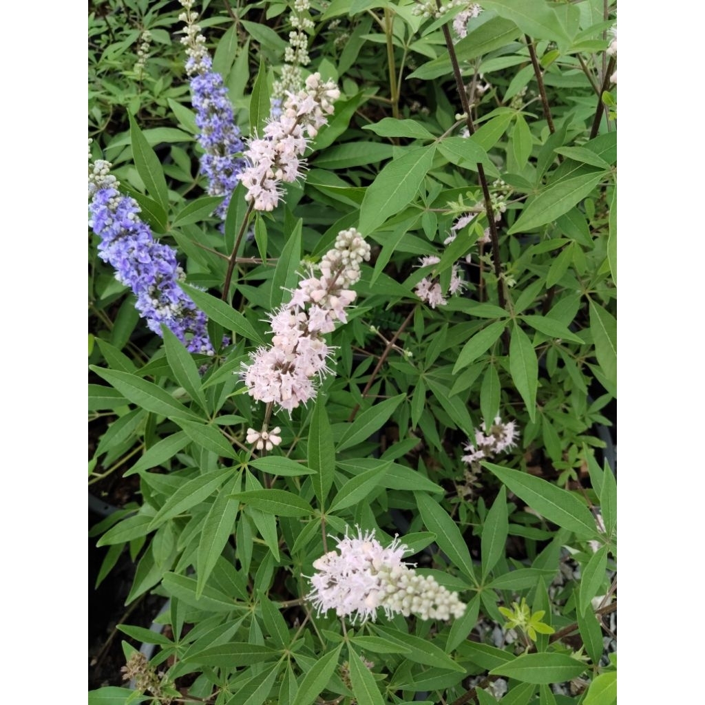 ดอกไวเท็กซ์ (Vitex) Chaste Tree หรือ Chasteberry | Shopee Thailand