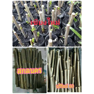 กิ่งหม่อน 3 พันธุ์ เชียงใหม่ สกลนคร บุรีรัมย์ ชุดละ 12 กิ่ง photo
