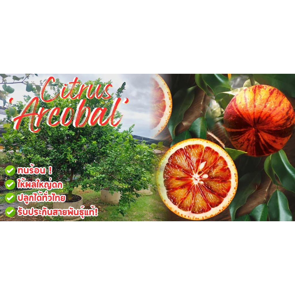 Citrus ‘Arcobal’ อาร์โคบอล ลูกผสมหายาก ต้นพันธุ์ตอนจากต้นแม่นำเข้ามาแบบ ...