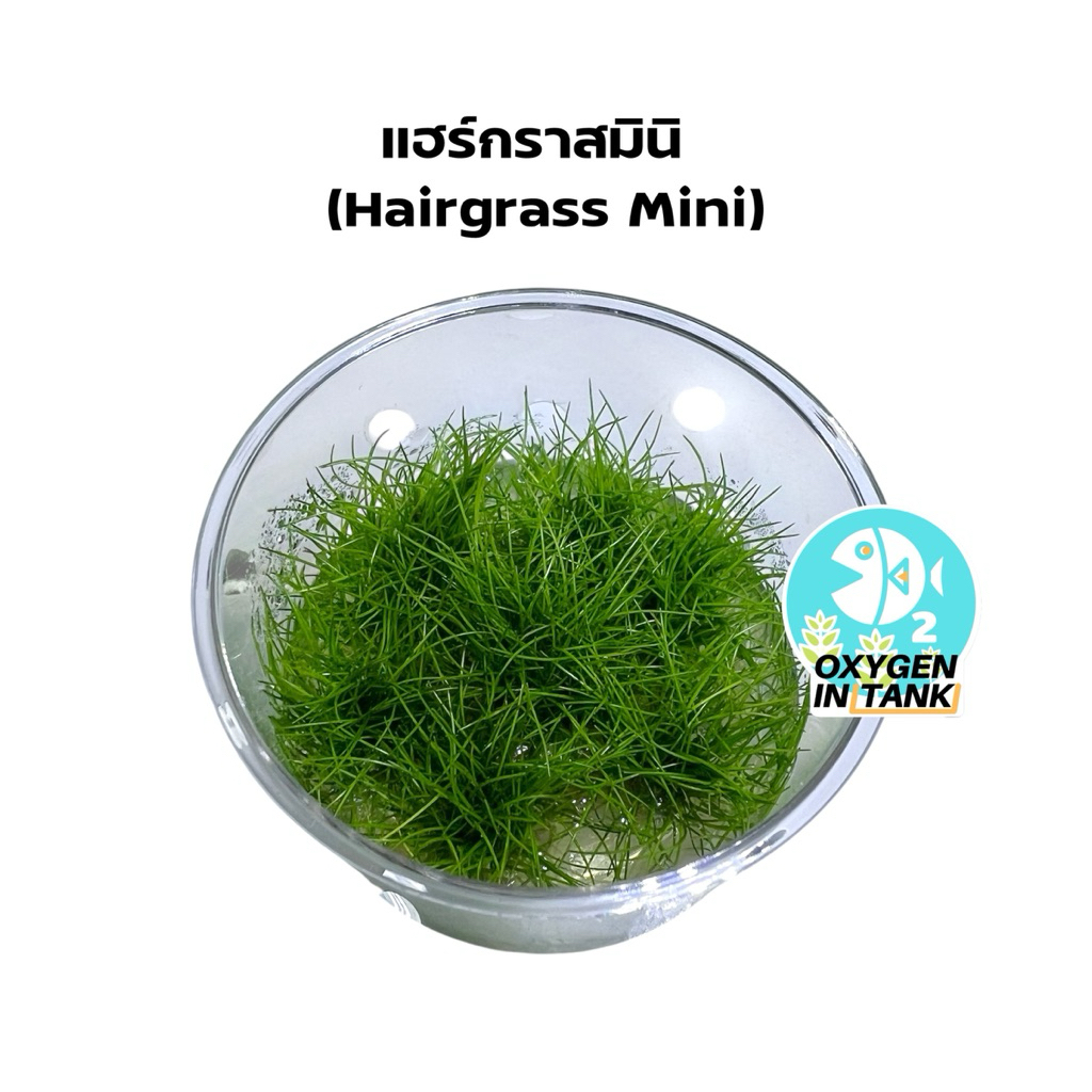 แฮร์กราสมินิ และ แฮร์กราสทวิส [Hairgrass Mini & Hairgrass Twist] ไม้น้ำ ...