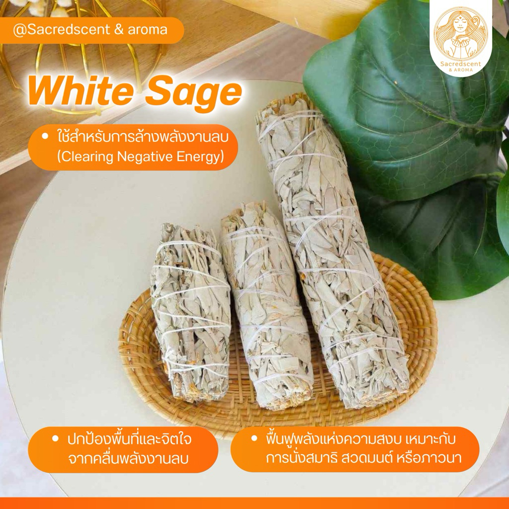 White Sage แคลิฟอร์เนีย ไวท์เสจ California White Sage ขนาด 3.5 / 4 / 7 ...
