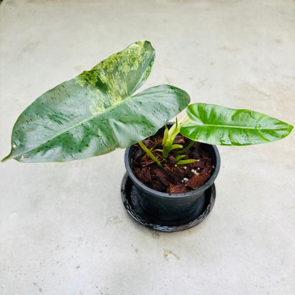Philodendron Burle Marx (Mint) Variegated      | Shopee Thailand