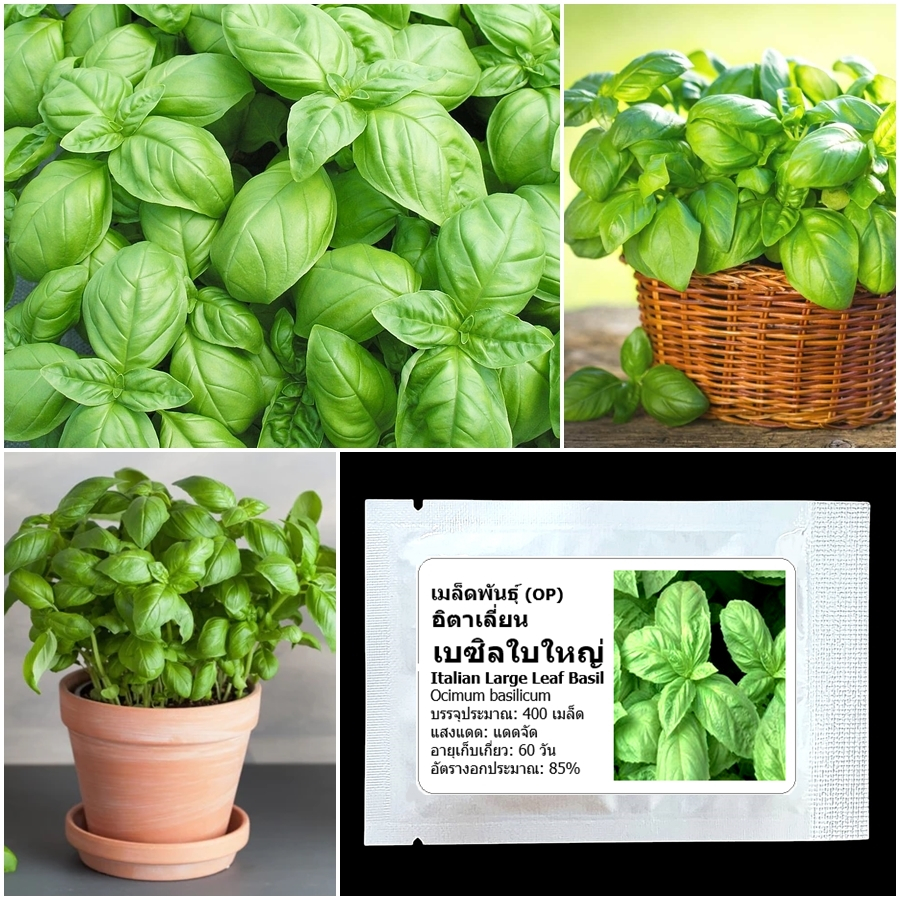 th 11134207 7ra0p mcgh95kpjjom7e