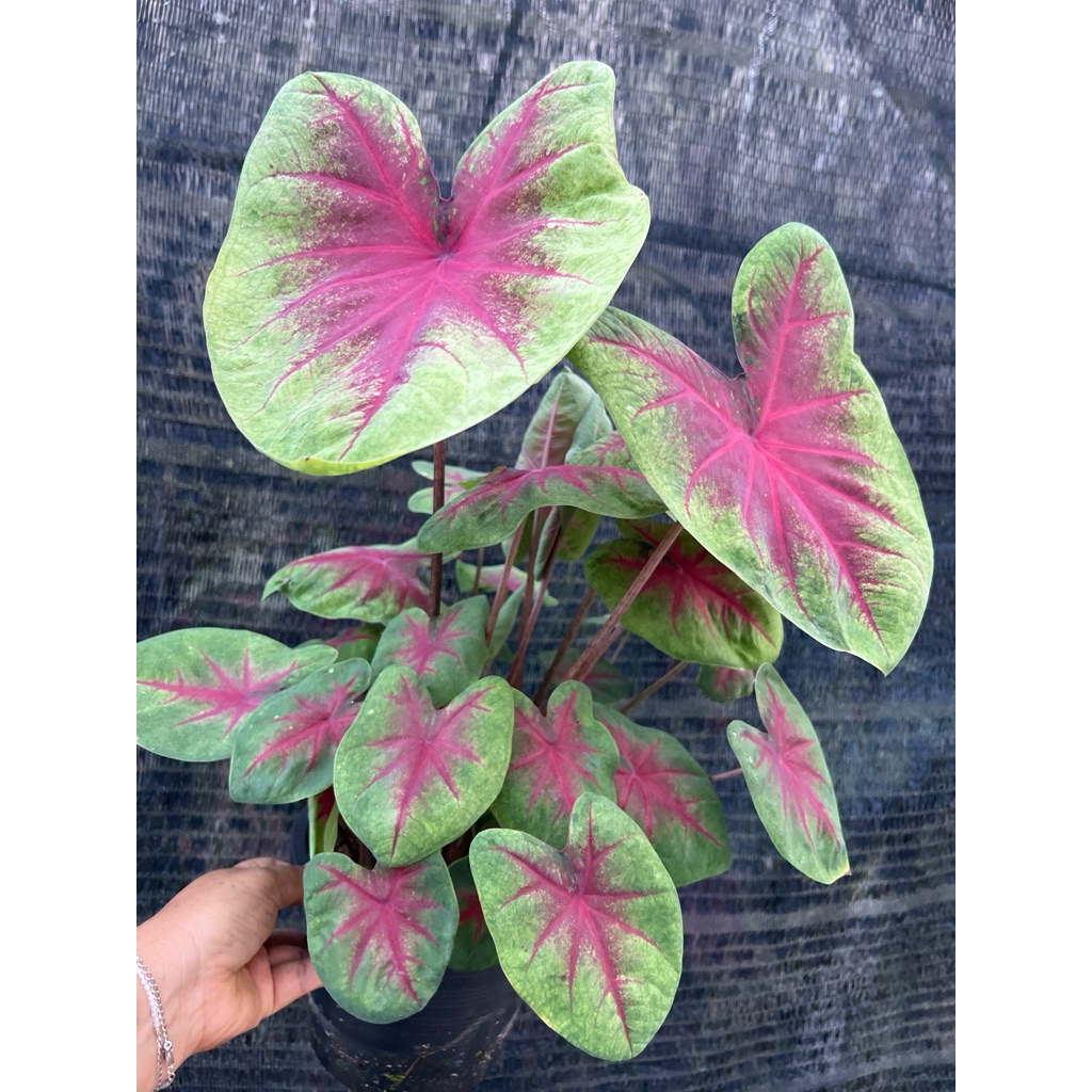 บอนสี เลมอนบรัช Caladium Lemon Brush กระถาง8นิ้ว กดใหญ่ | Shopee Thailand