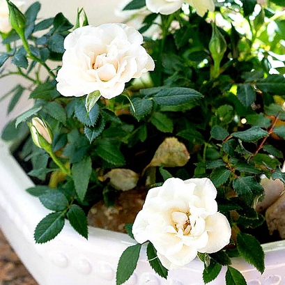 30 เมล็ด กุหลาบ แคระ กุหลาบหนู สายพันธุ์ มินิ บอนไซ สีขาว Mini Rose Bonsai Seeds