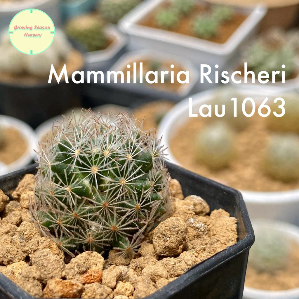mammillaria sheldonii Mammillaria grahamii subs. sheldonii – Statement Plants main image 1