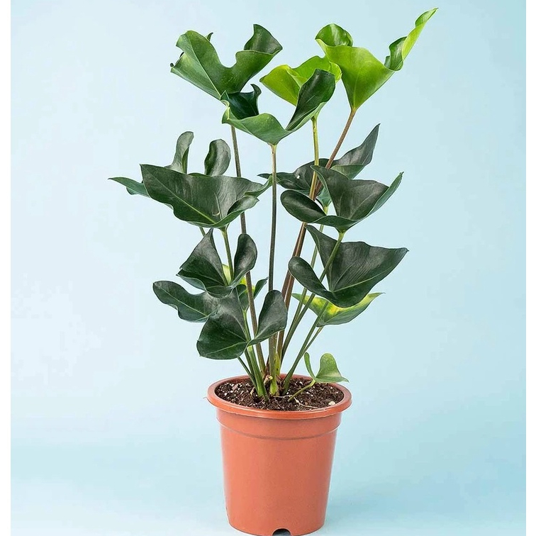 jade plant for sale large Crassula Ovata Obliqua Jade Plant | Lucky Plant Money Tree for Sale main image 0