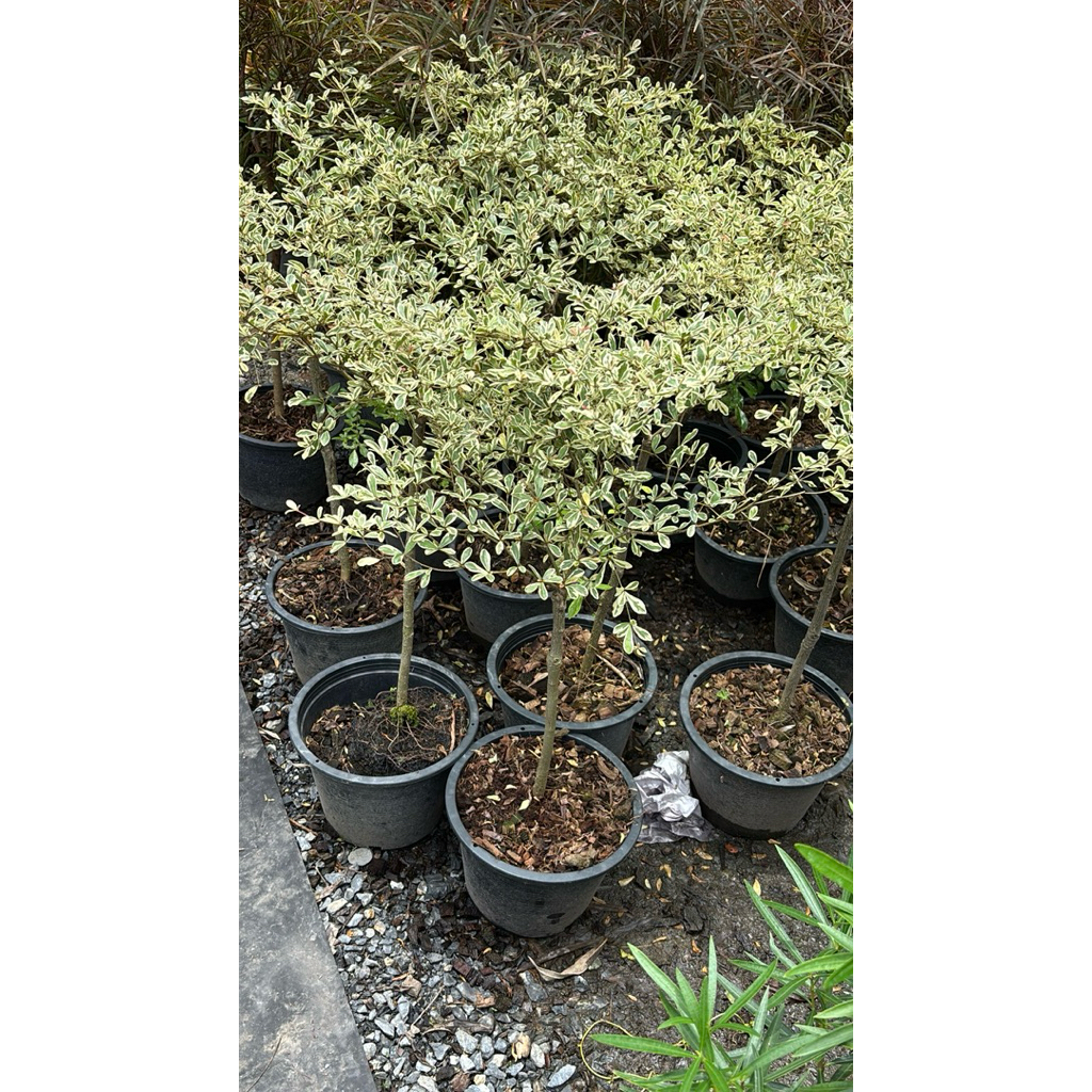 #หูกระจงแคระด่าง # Terminalia fatraea (Poir.) DC #หูกวางแคระ #แผร่บารมี ...