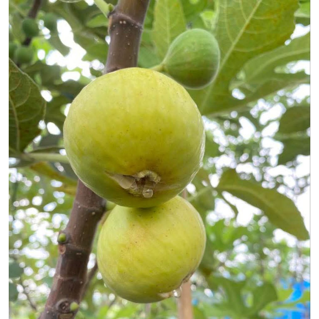 กิ่งตอนมะเดื่อฝรั่งไวท์อิสราเอล White Israel figs รากแน่นๆ พร้อมปลูก ...