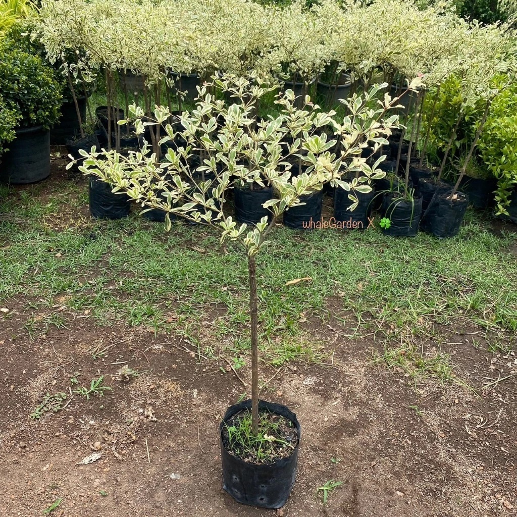 ต้นหูกระจง หูกระจงด่าง แผ่บารมีด่าง เสียบยอด Terminalia fatraea ไม้ ...