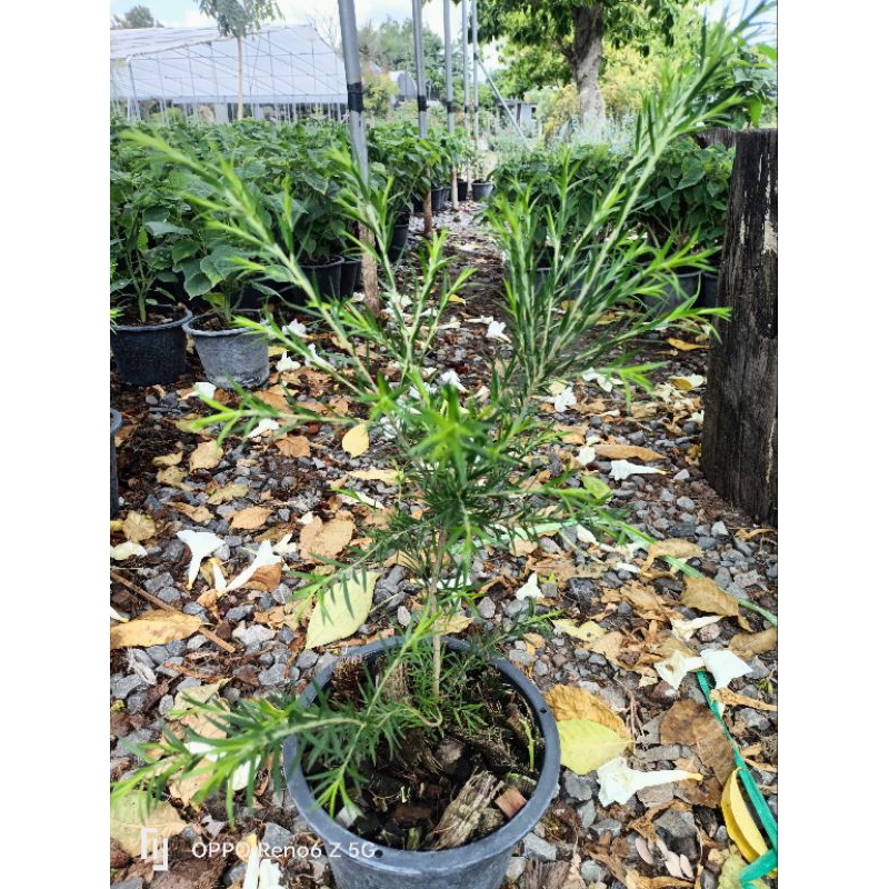 ต้นที ทรี ออย(Tea Tree Oil plant)หรือต้นสนน้ำมันใบมีกลิ่นหอมอ่อนจัดส่ง ...