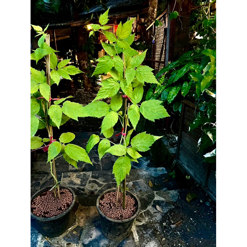 Rasberry Tree Red Rasberry Crimson ต้นราสเบอรี่ แดง สายพันธุ์ คิมสัน ...