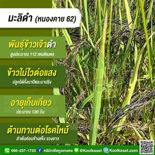 พันธุ์​ข้าว​ ข้าวเจ้า มะลิดำ กข.83 หนองคาย 62 นาปี นาปรัง ไม่ไวแสง หอมนุ่ม 20 กก. คูลเกษตร KR39 photo
