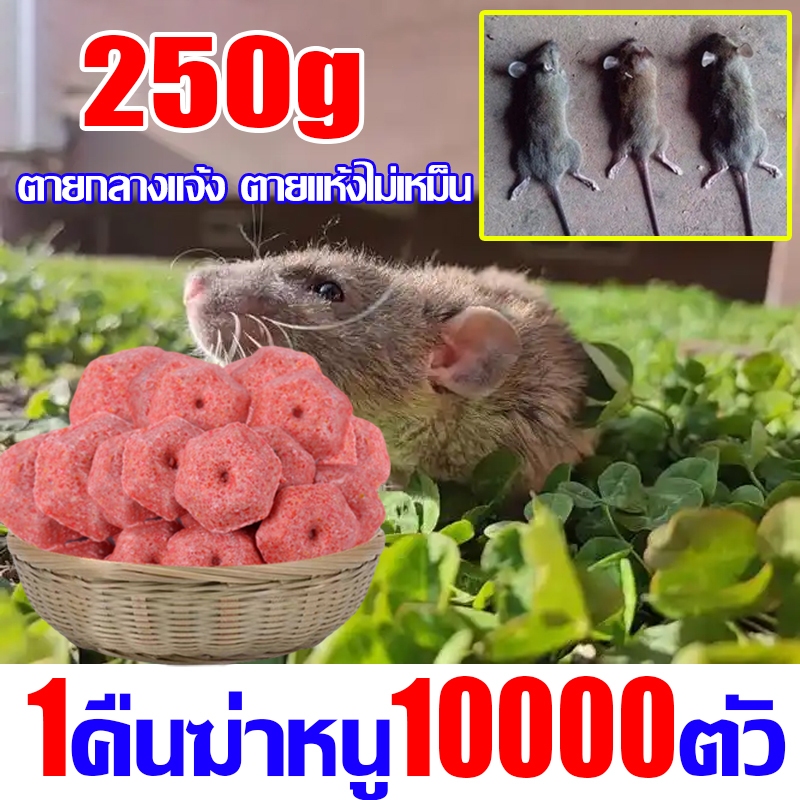 ยาเบื่อหนู เหยื่อกำจัดหนู หนูชอบมาก ตายแห้ง แบบ 70-80 เม็ด สะตอม ยาฆ่า ...