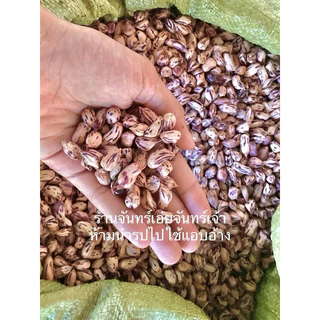 เมล็ดพันธุ์ถั่วลายเสือ 1 กิโล ของดีแม่ฮ่องสอน photo