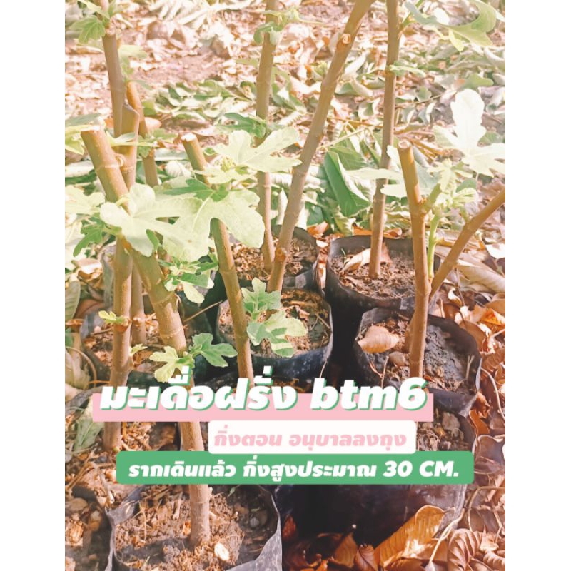 มะเดื่อฝรั่งพันธุ์ญี่ปุ่น btm6 | Shopee Thailand