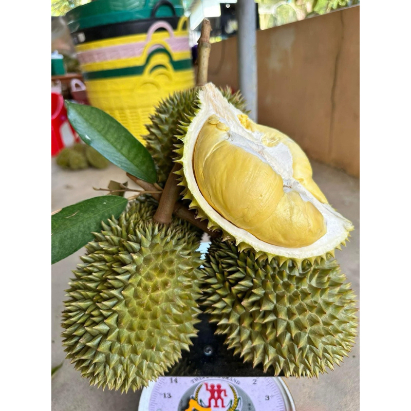 ทุเรียนก้านยาวพรีเมี่ยม#อตก | Shopee Thailand