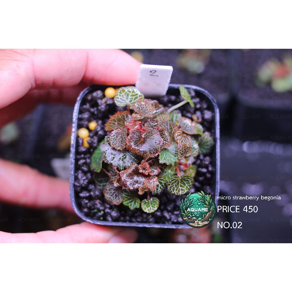 ไมโคร บีโกเนีย สตอเบอรี่ (Micro Strawberry Begonia) ต้นไม้ชื้น บีโกเนีย ...